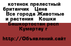 котенок прелестный британчик › Цена ­ 12 000 - Все города Животные и растения » Кошки   . Башкортостан респ.,Кумертау г.